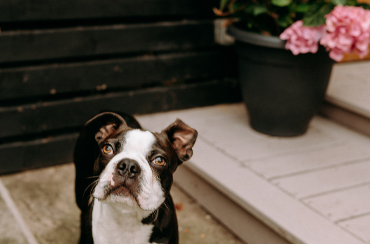 Bostin Terrier pet dog
