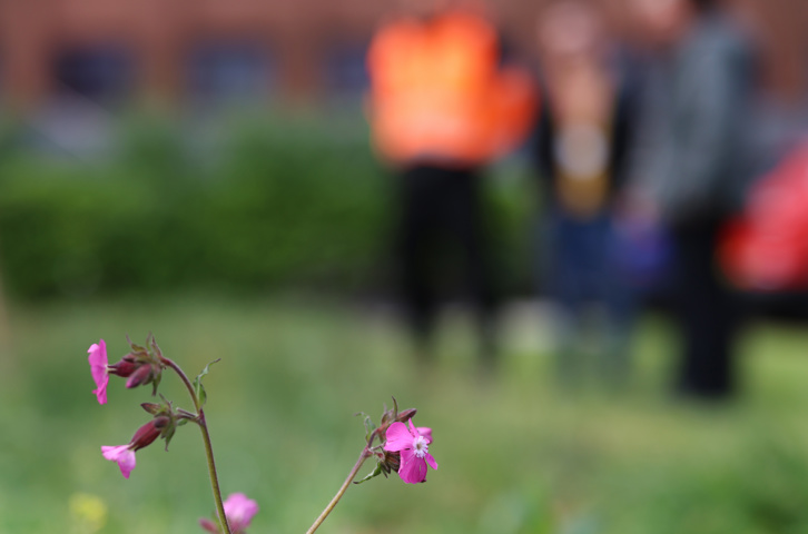 Close‑up of pink flowers in a grassy area with a group of people out of focus behind.