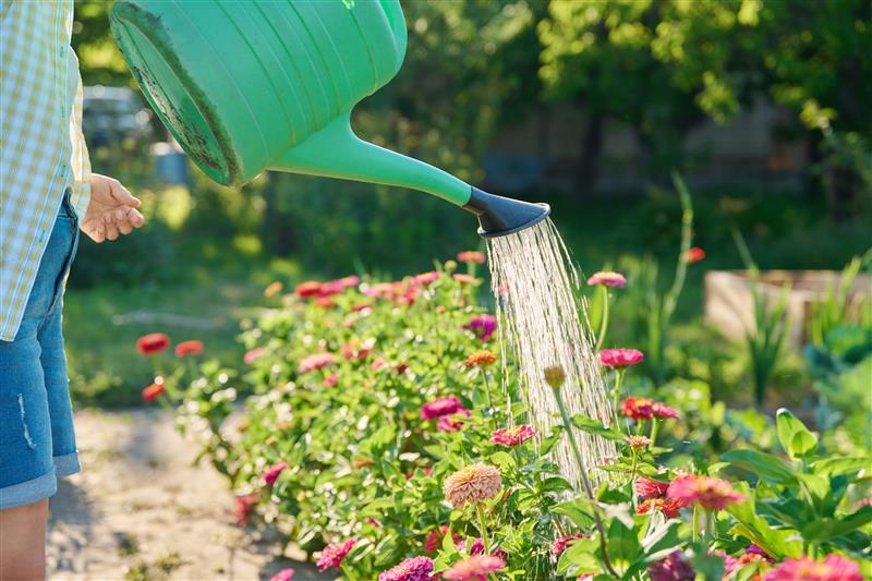 Water is poured from a green watering can onto colourful flowers growing in a garden flower bed, with greenery and sunlight in the background.