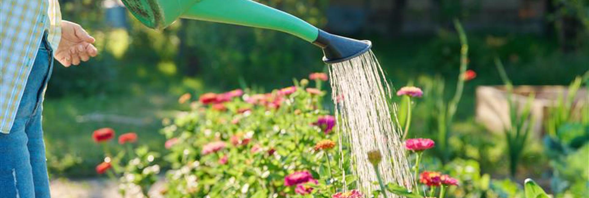 Water is poured from a green watering can onto colourful flowers growing in a garden flower bed, with greenery and sunlight in the background.