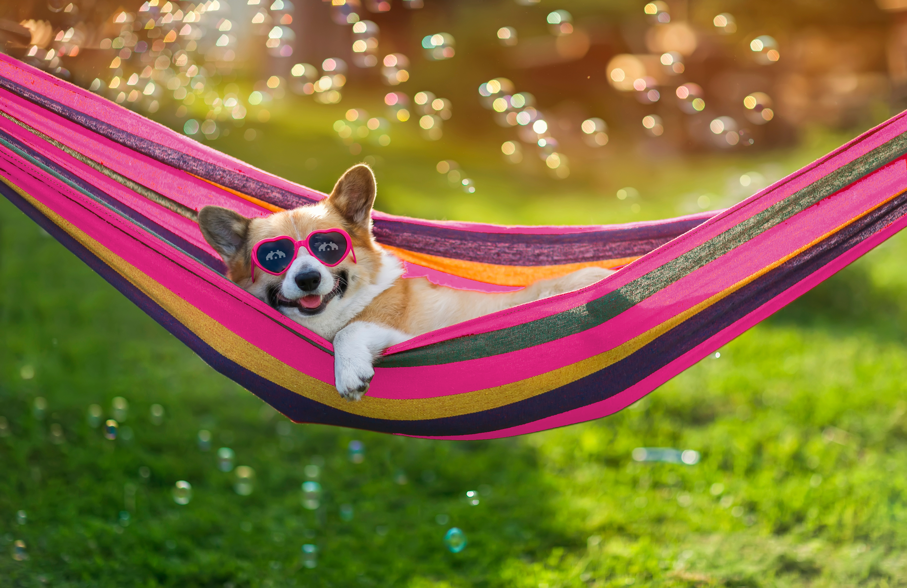 A small dog lies in a bright pink striped hammock in a sunny garden, wearing heart-shaped sunglasses. Bubbles float in the air around the dog, with green grass and soft, blurred light in the background.