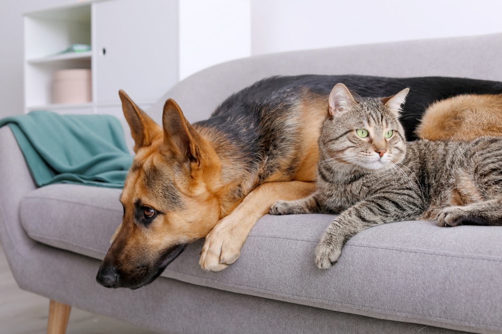 A German Shepherd dog and a tabby cat lying together on a grey sofa in a bright living room, with the cat resting against the dog’s back and both facing forward.