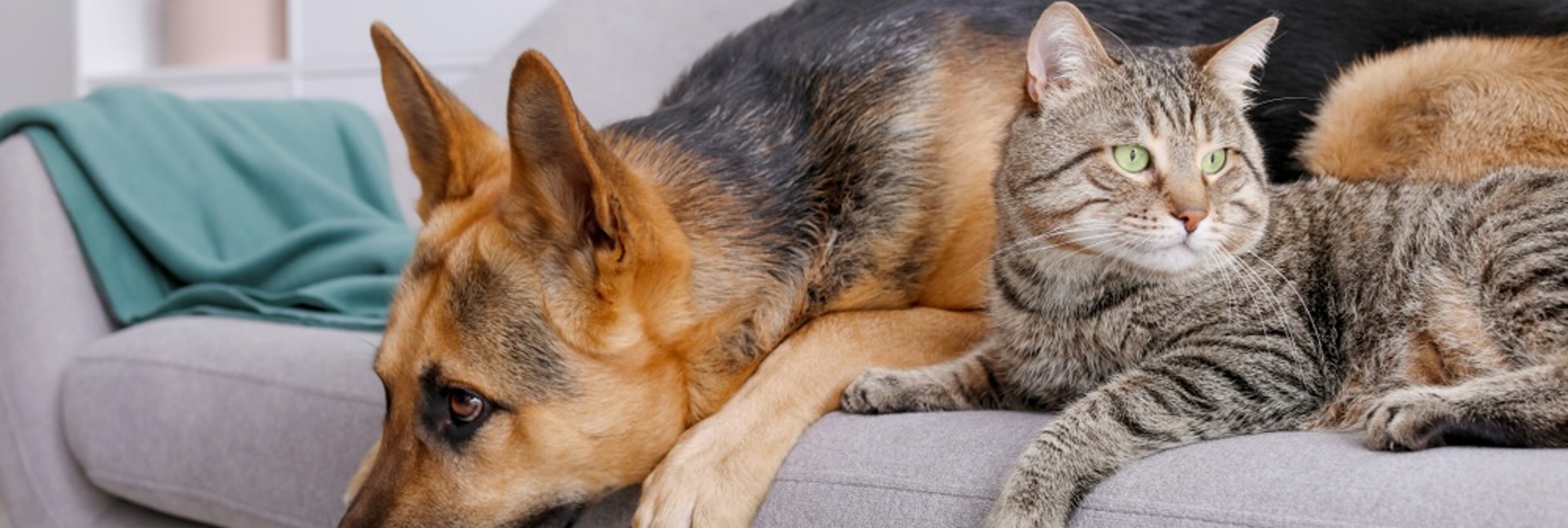 A German Shepherd dog and a tabby cat lying together on a grey sofa in a bright living room, with the cat resting against the dog’s back and both facing forward.
